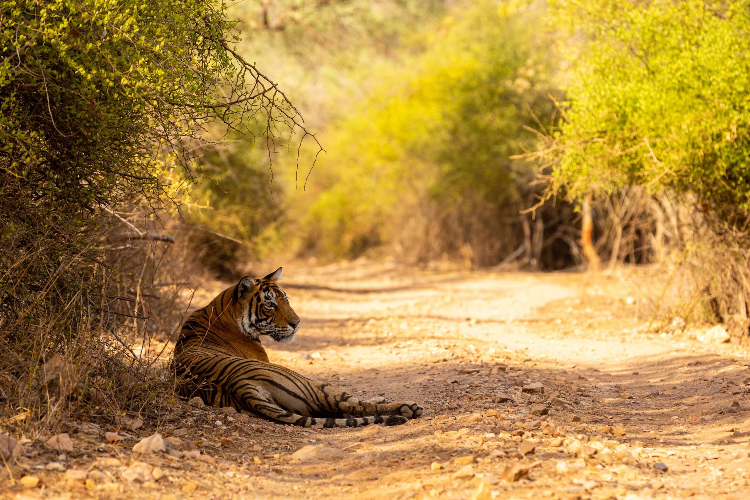 Discover Ranthambore: A Wild Adventure